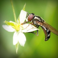/album/la-bufalotta/photolia-a02-jpg/
