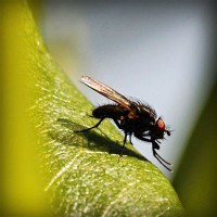 /album/la-bufalotta/photolia-a04-jpg/