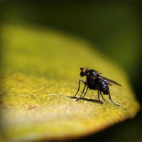 /album/la-bufalotta/photolia-a07-jpg/