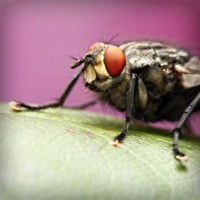 /album/la-bufalotta/photolia-a08-jpg/